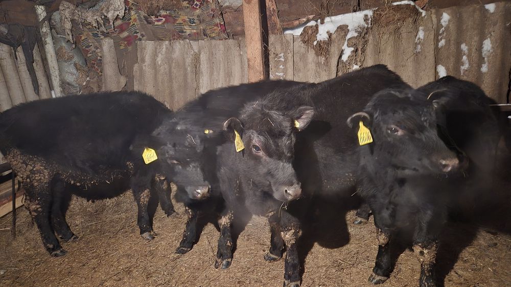 Продаю бычка.