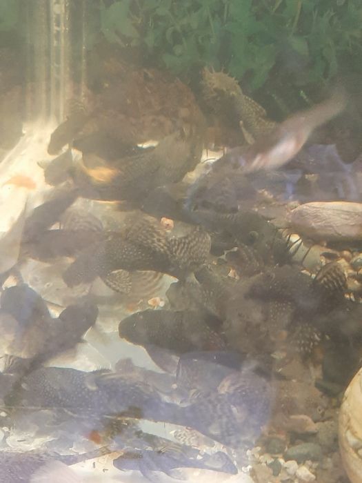 Продам анцитрусов