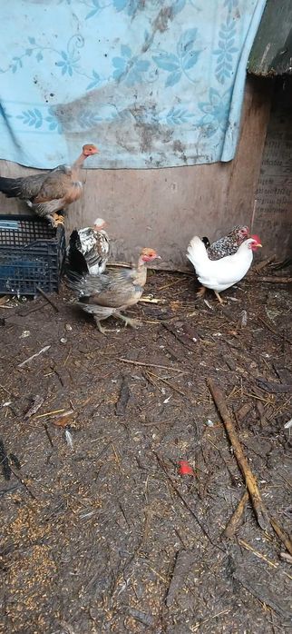 Vand rate mute si gaini americane