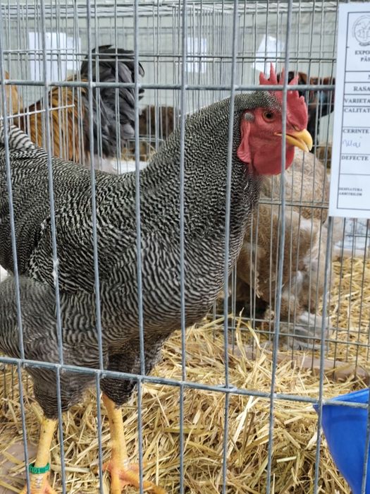 Vând păsări Brahma