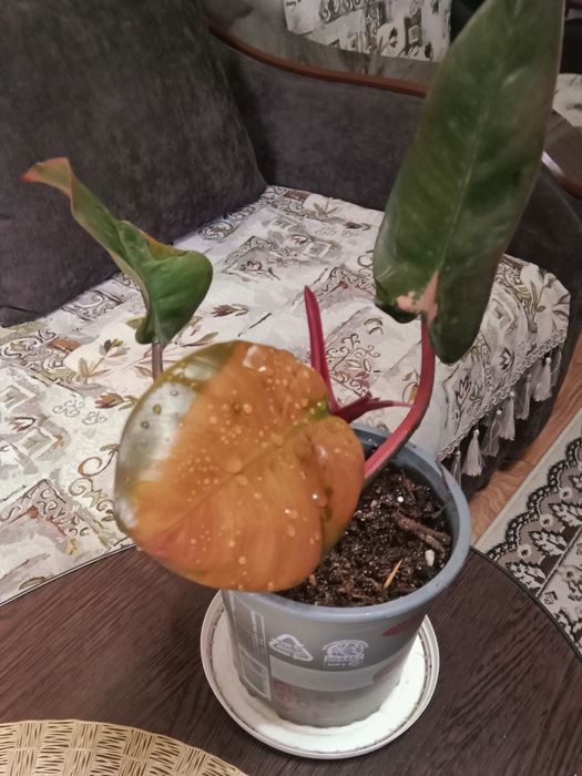 Филодендрон Red продам