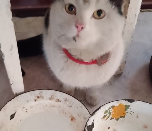 Молодой котик ищет дом.