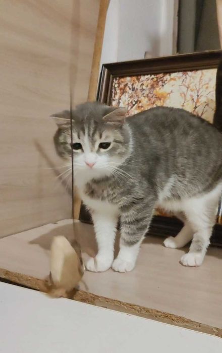 Добрый котик ищет дом