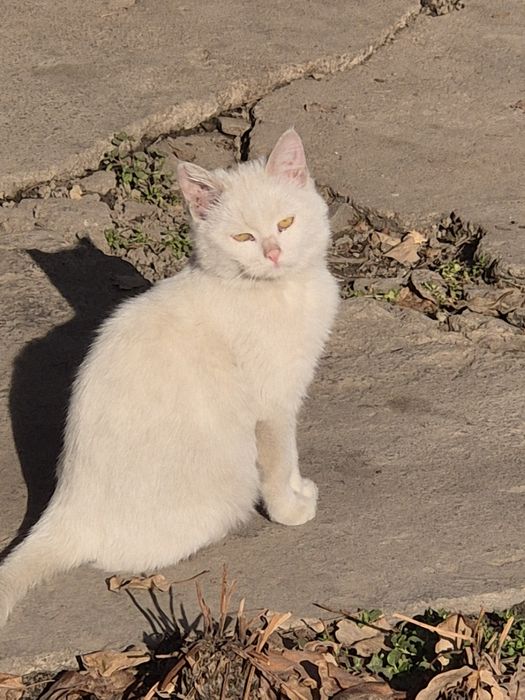 Белая кошечка 4 мес.