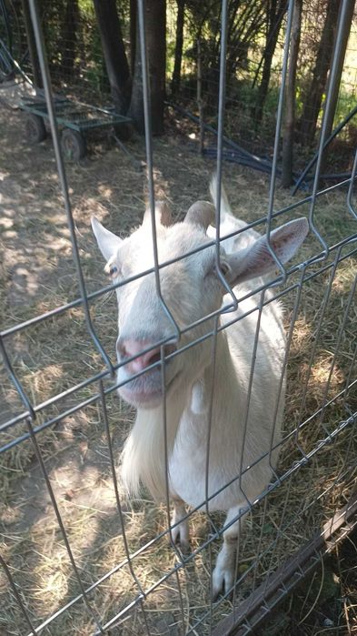 URGENT - Capre SAANEN, iezi, țăpuc