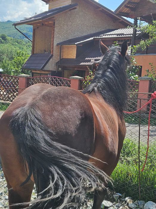 Vreau sa vand o manza de 1 an 7 luni