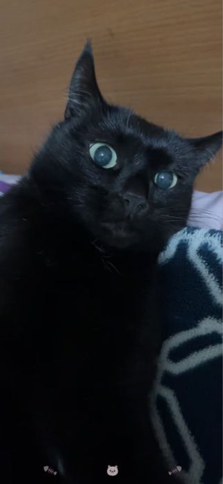 Отдам кошку в добрые руки