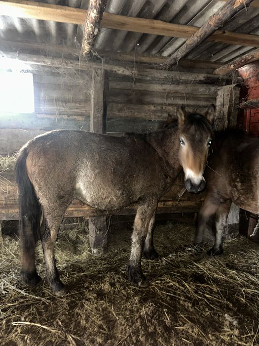 Жылкы тай откорм