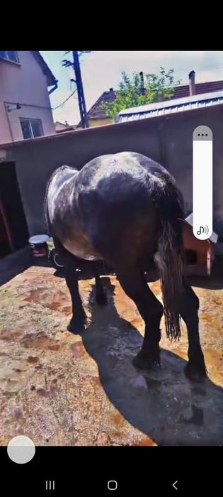 Vand o pereche de caii