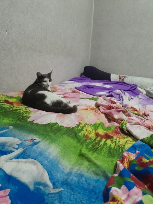 Отдам кошку даром