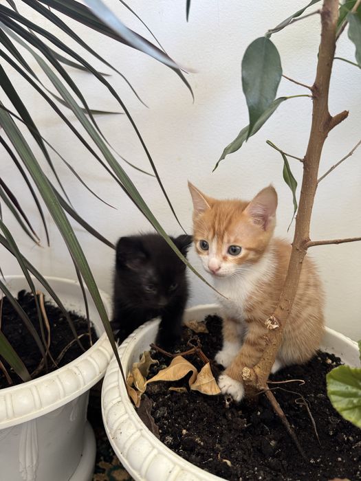 Отдам котят бесплатно