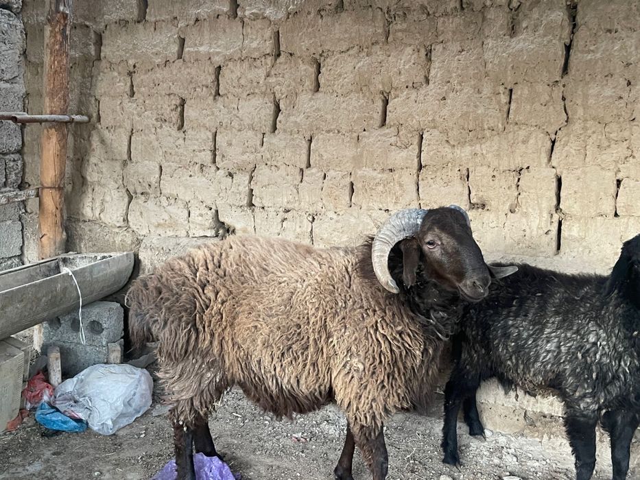 Қошкар сатылады