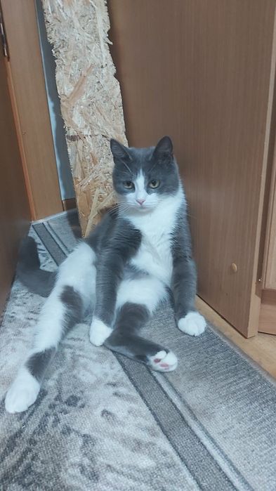 Ищу добрые ручки для кошечки