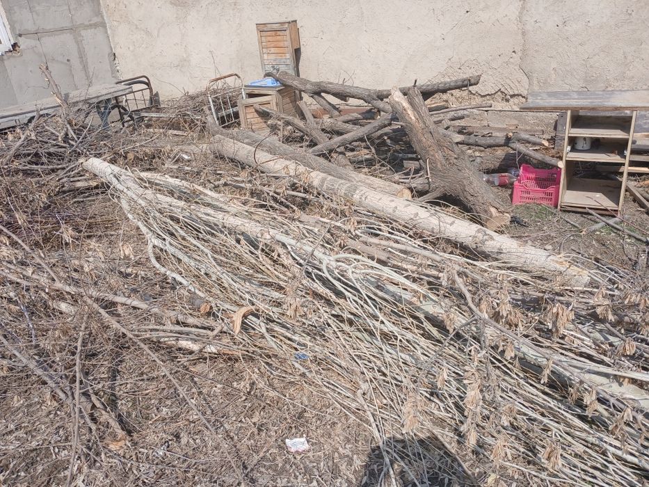 Дрова, отын шабылған теректер