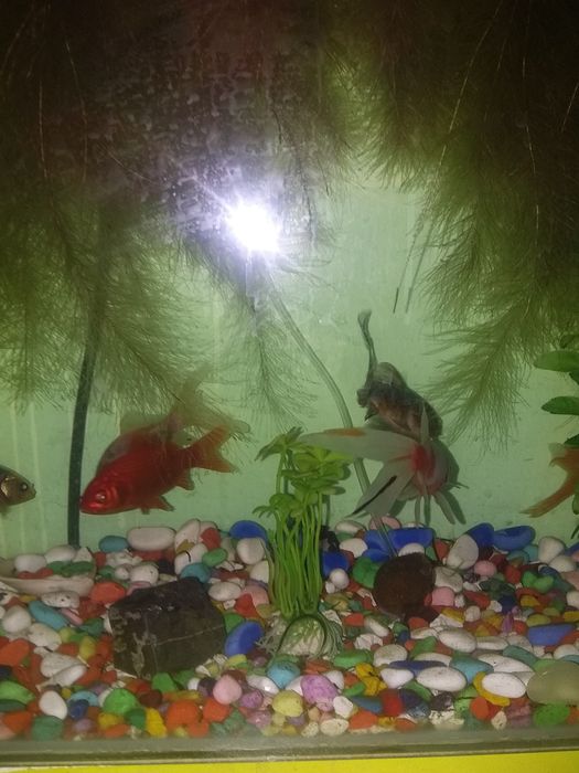 Аквариум с рыбками
