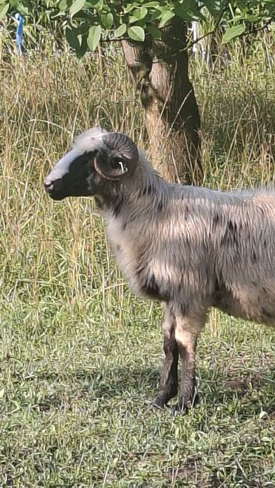 Berbec  mior  de  vanzare
