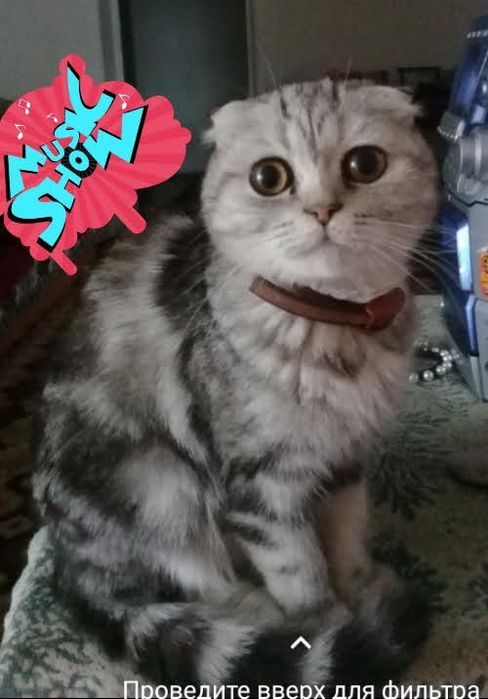 Породистые котята