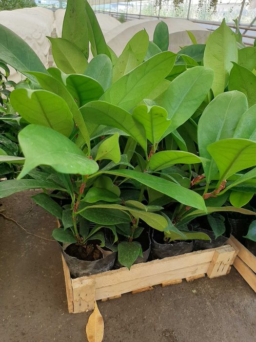 Цветы Оптом и в розницу