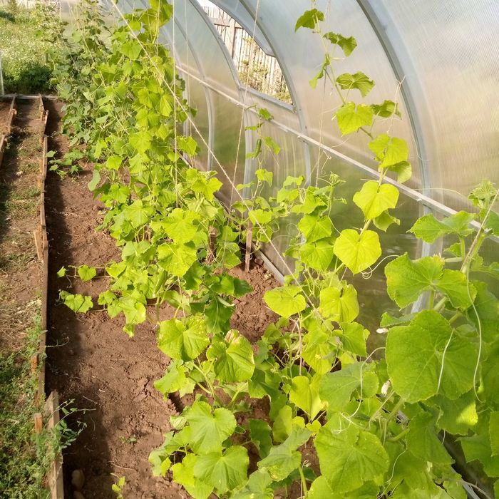 Продам дачу в Коянды