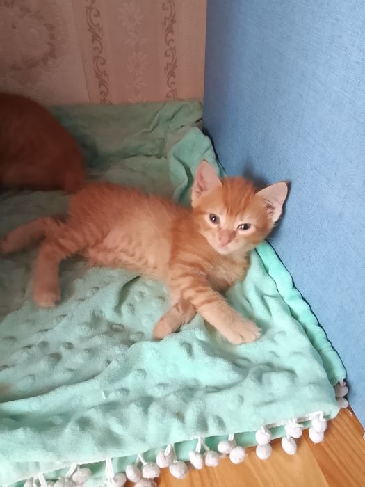 Продаем прилесных котят