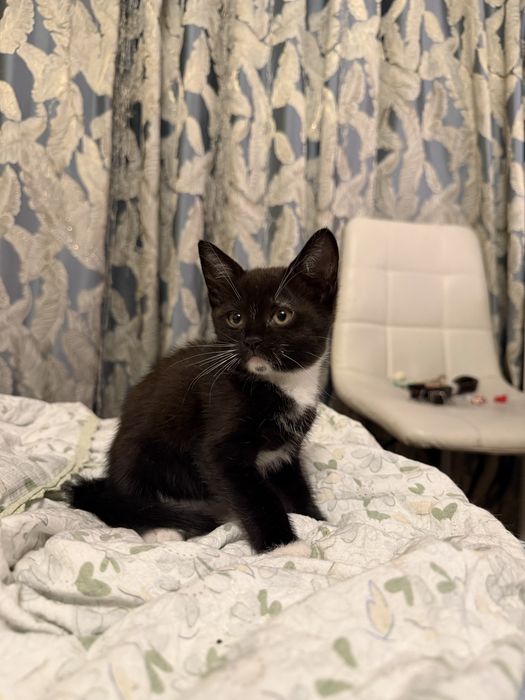 Отдам бесплатно девочку котенка