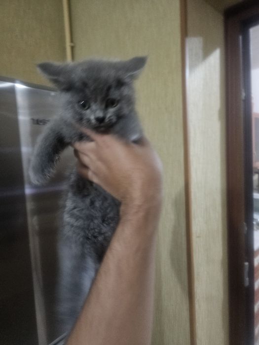 Котенок в хорошие руки