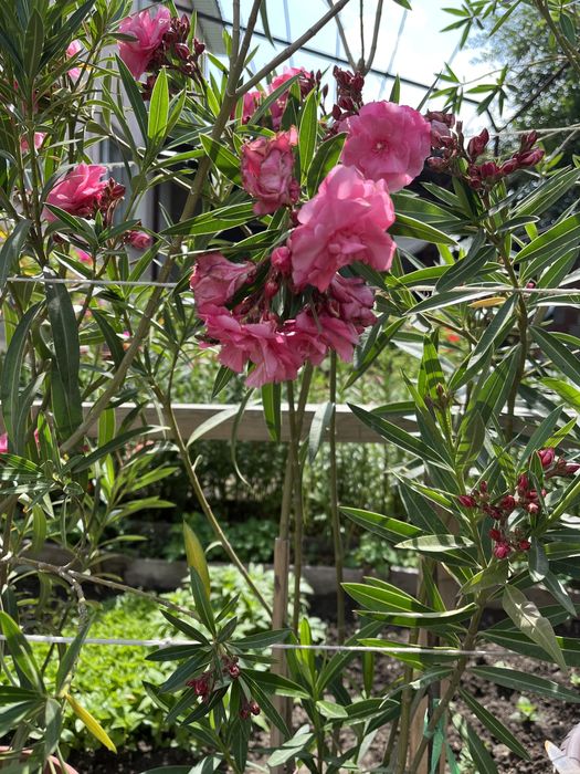 Комнатные цветы