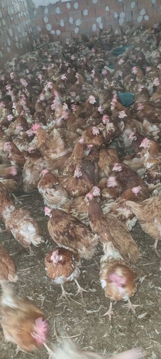 Vând lot găini 11 luni - Preț 20 lei - En gros și en detail