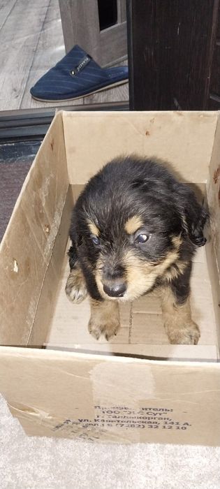 Щенки в добрые руки