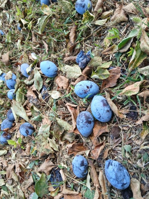 Prune pentru tuica