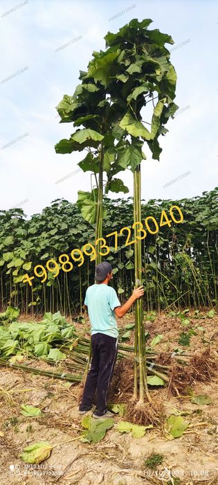 Pavloniya Gibrid 9501 nihollari,  павлония  koʻchatlari кўчати