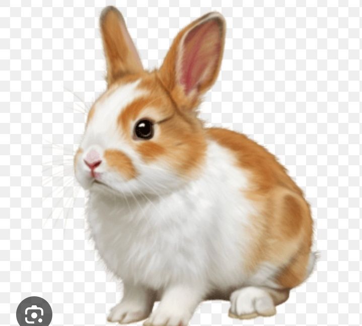 Продам кроликов девочки