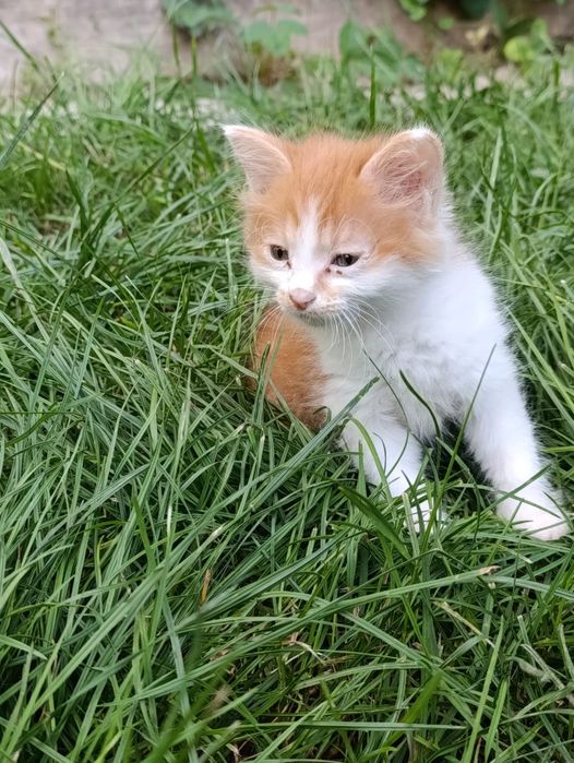 Бесплатно отдам котят