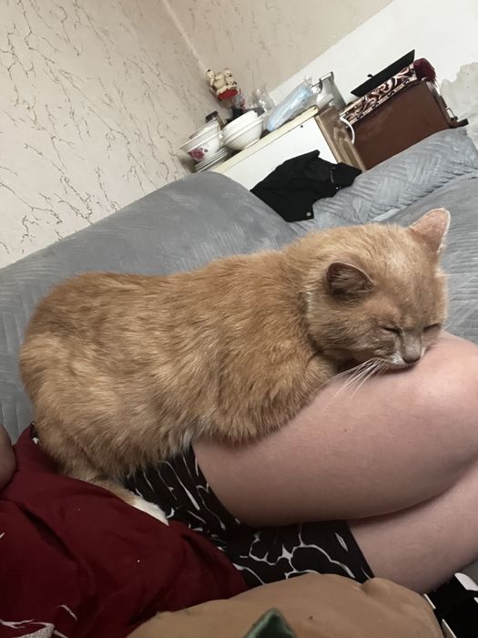 Отдам кота в добрые руки