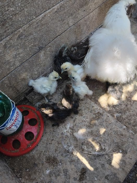 Pui de mătase japoneză