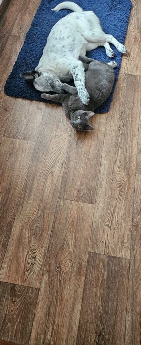 Отдам кота в хорошие добрые руки