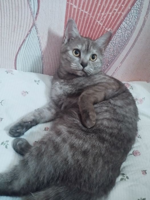 Срочно отдам кошку