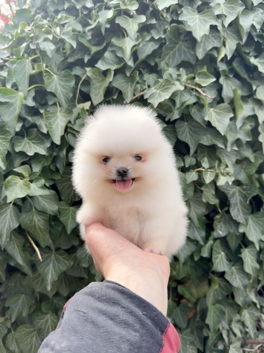 Померан мини момиче със втора ваксина