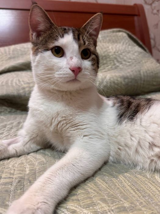 Добрым и ответственным людям замечательного котика