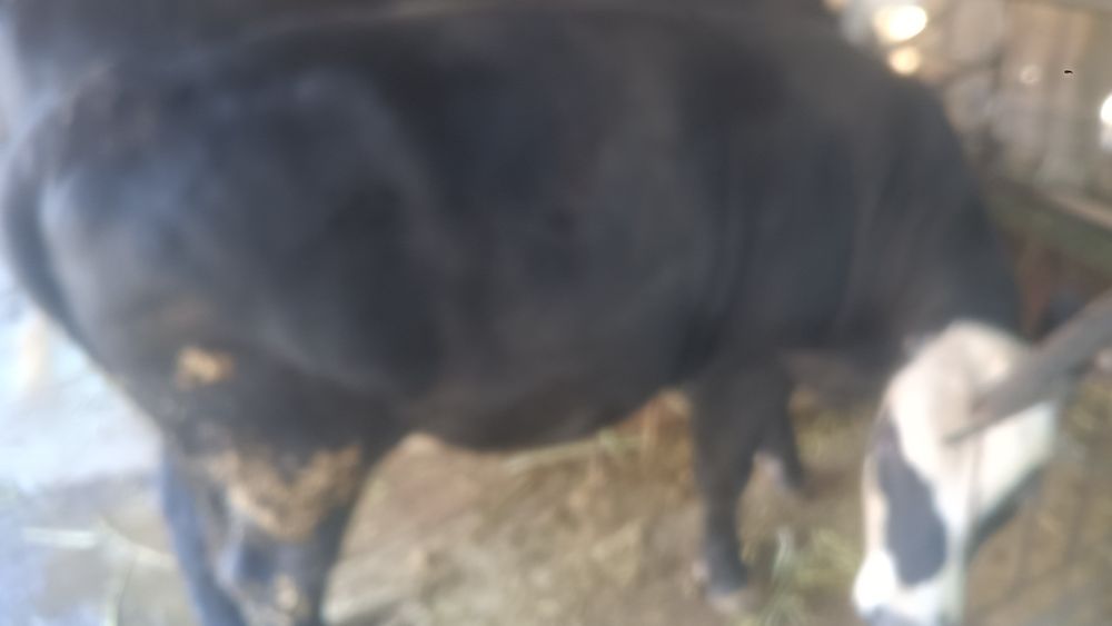 Продам быка год и девять