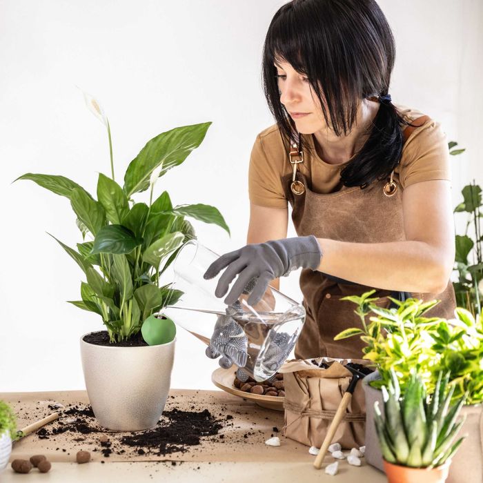 Set 4 bile de udare ceramica sistem automat plante de apartament verde