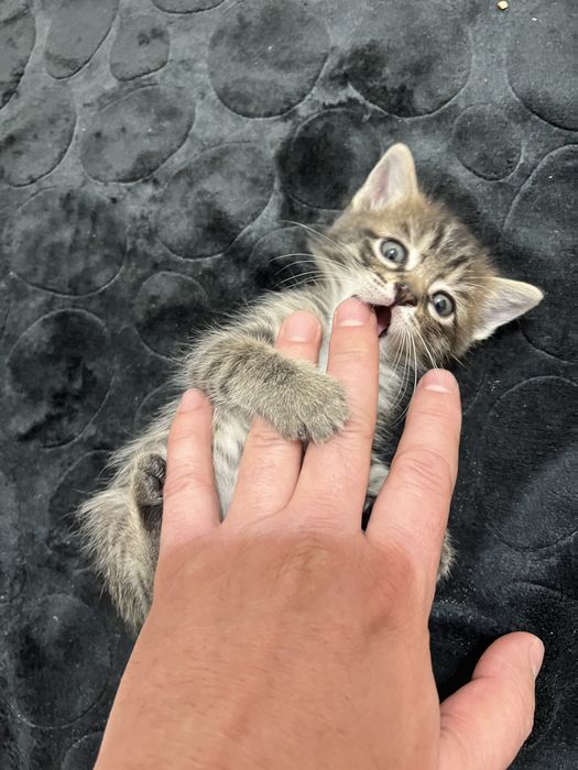 Котята ( мысык) Отдам котят бесплатно , отдам в дар котят, раздаем кот