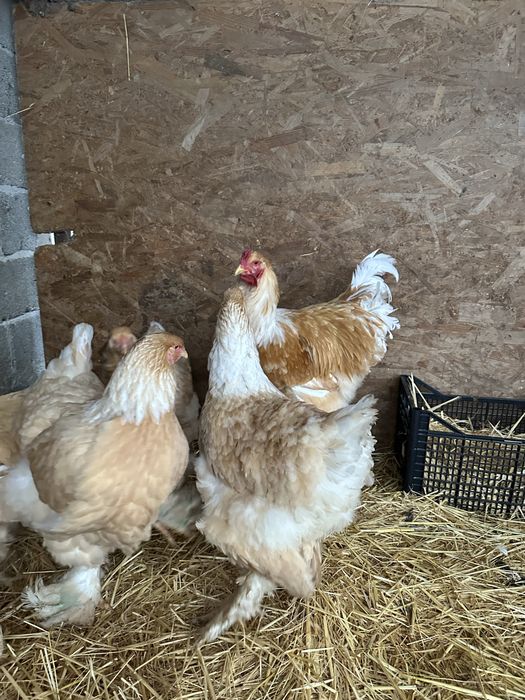 Disponibila familie brahma lemon 5 gaini si un cocos