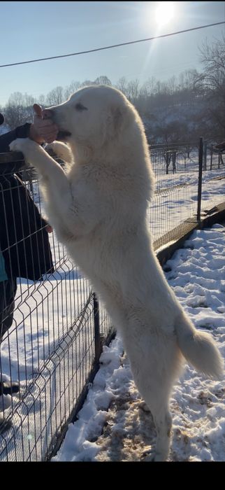 Vând căței de asia centrala din părinți foarte buni