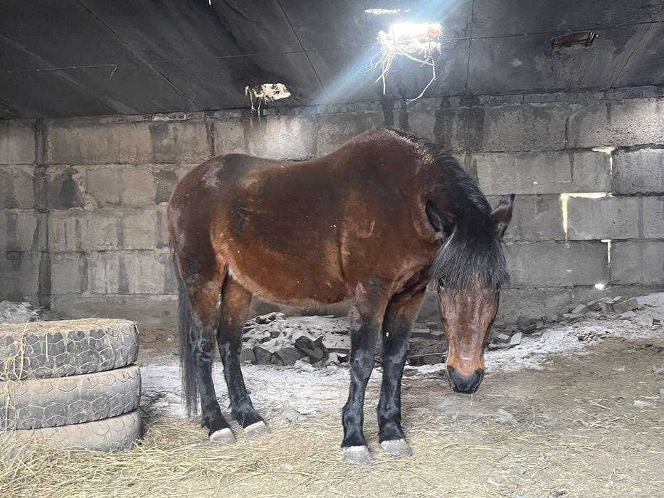 Лошадь на откорме