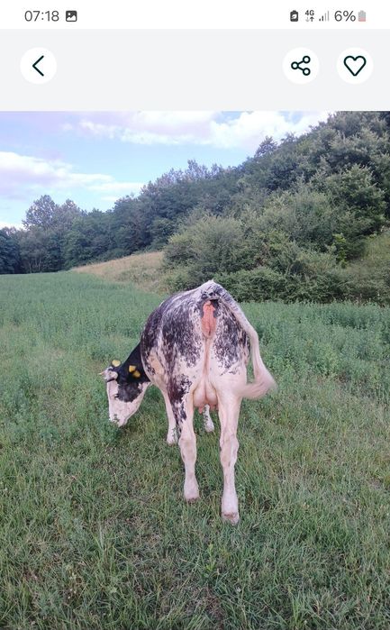 De vânzare 3 juninci belgiene