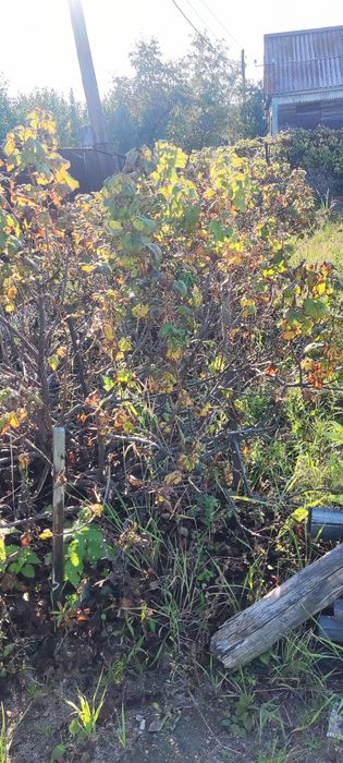 Продам дачу с баней в  СТ  Борки