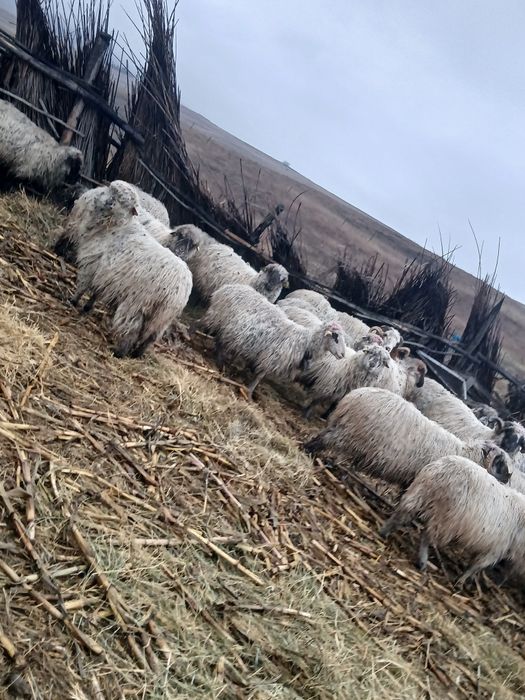 Se vind 5 oi foarte bune 850 bucata