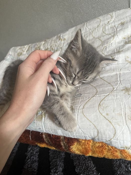 Отдам в хорошие руки