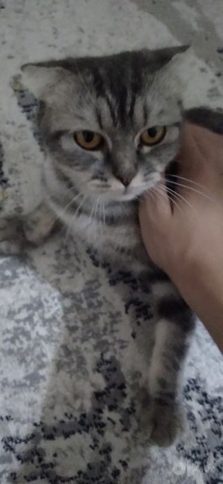 Мушук сотилади парода (Scottish fold )